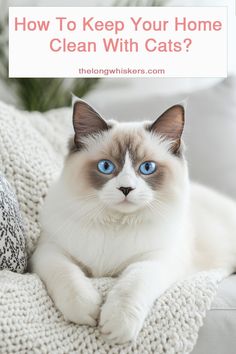 a siamese cat with blue eyes sitting on a couch and the words how to keep your home clean with cats?