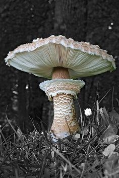 a mushroom sitting in the grass next to a tree