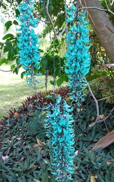 the blue flowers are growing in the garden