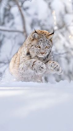 a cat is running in the snow with it's front paws on its hind legs