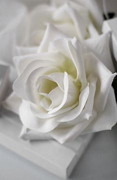 a white rose sitting on top of a piece of paper