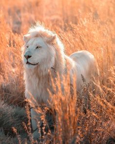 a white lion is standing in the tall grass