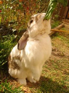 a rabbit sitting in the grass and eating something off of its back end with it's mouth open