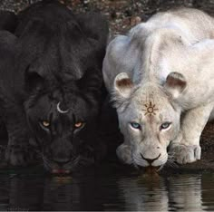 two black and white lions drinking water from a pond