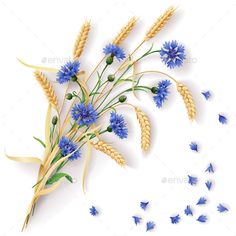 blue cornflowers and wheat on white background - flowers & plants nature