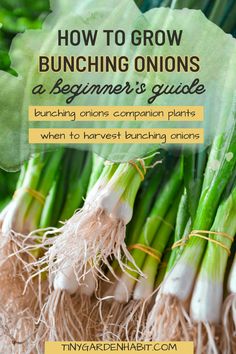 bunches of onions with the title how to grow bunching onions a beginner's guide