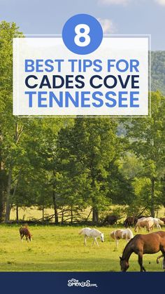 horses grazing in a field with the title 8 best tips for cades cove tennessee