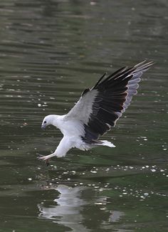 a seagull flying low over the water with its wings spread out and it's reflection in the water