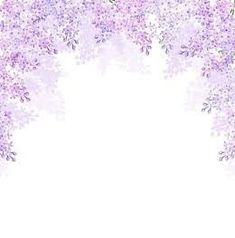 lilac flowers on white background with space for text