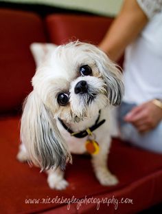 a small white dog sitting on top of a red couch next to a woman's hand