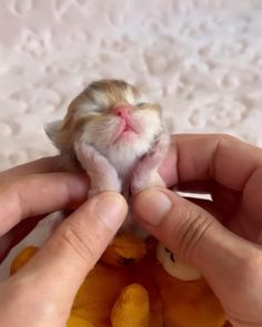 a small kitten is being held by someone's hands with stuffed animals in front of them