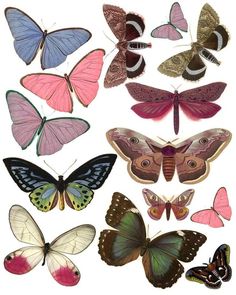 a group of different colored butterflies on a white background