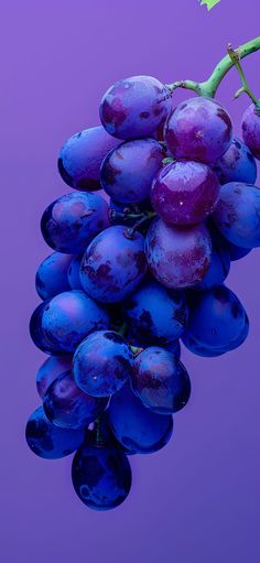 a bunch of grapes that are hanging from a branch with water droplets on them, against a purple background