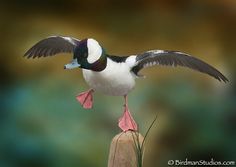 a bird that is sitting on top of a pole with its wings spread out and it's feet in the air