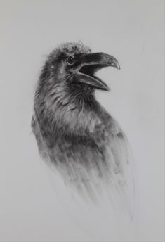 a black and white drawing of a bird's head with its beak open in front of the camera