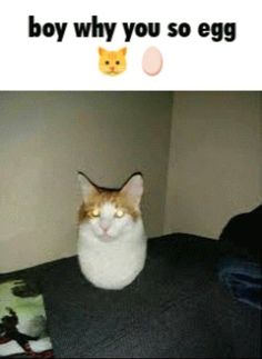 an orange and white cat sitting on top of a bed next to a pillow with the caption boy why you so egg