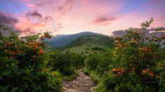 the sun is setting in the mountains and flowers are blooming on the path to the top