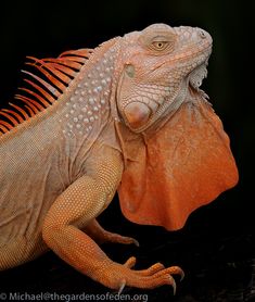 an iguana is sitting on top of another lizard