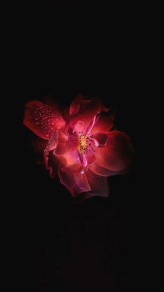 a red flower with drops of water on it's petals in the dark night