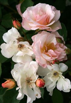 pink and white flowers are blooming in the garden