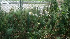 weeds and flowers growing in front of a chain link fence with a car parked on the other side