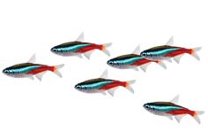 five fish with different colors and sizes are shown in this image, one is red, the other is blue