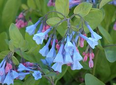 blue and pink flowers are blooming in the green leaves on this bushy plant