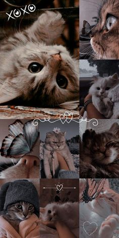 a collage of pictures with cats and butterflies