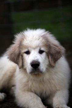 a white and brown dog laying on the ground