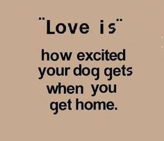 the words love is how excited your dog gets when you get home