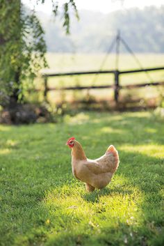 a brown chicken walking across a lush green field