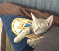 a cat laying on top of a blue and yellow pillow next to a brown blanket