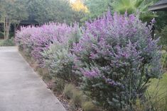 purple flowers are growing along the side of a road in front of a house and trees