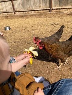 a person feeding a chicken with a banana peel