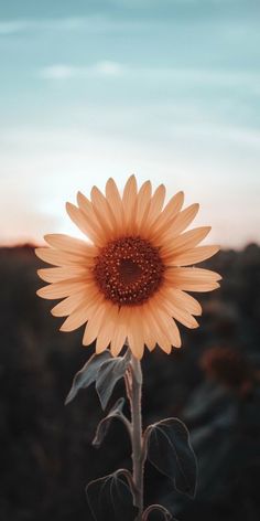 a large sunflower in the middle of a field