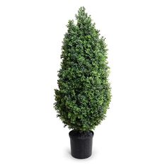 a small potted tree in front of a white background