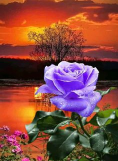 a purple rose sitting on top of a lush green field next to water at sunset