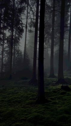 a dark forest filled with lots of trees and green mossy ground covered in fog