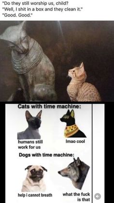 two pictures with cats and dogs on them, one has a cat in the middle