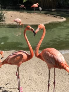 two flamingos standing next to each other on a beach