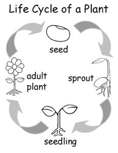 the life cycle of a plant worksheet for kids to learn how to grow plants