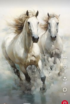 two white horses running through the water with their tails in the air, and one horse has it's head back to the camera