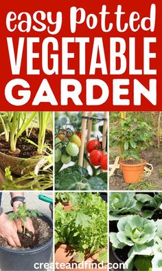 Collage of the easiest vegetables to grow in pots. Potted Vegetable Garden, Grow Vegetables In Pots, Vegetables In Pots, Easiest Vegetables To Grow, How To Grow Vegetables, Garden For Beginners