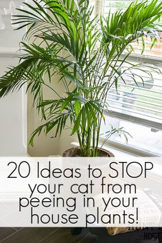 a potted plant with the words 20 ideas to stop your cat from peeing in your house plants