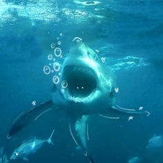 a great white shark with its mouth open in the water