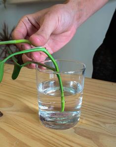 3 Steps To Propagate Pothos & 7 Mistakes Most People Make Blooming Backyard, Easiest Indoor Plants, Propagate Pothos, Orchid Pots, Easy Indoor Plants, Epipremnum Aureum, Growing Bulbs, Succulent Garden Design, Rooting Hormone