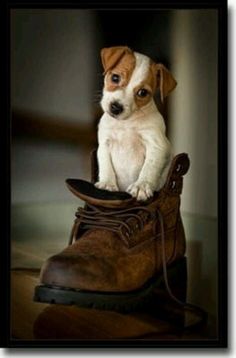 a small dog sitting on top of a shoe