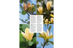 four different images of yellow flowers and green leaves