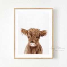 a framed photograph of a brown cow's face on a white wall above a wooden frame