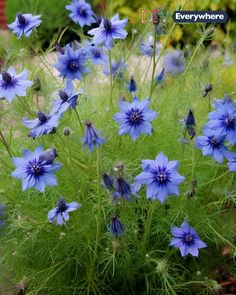 blue flowers are growing in the garden